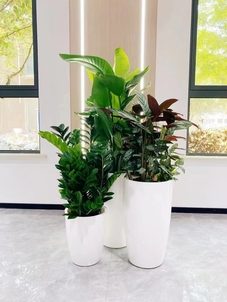 镇海花木租赁价格怎么算？这里有答案！