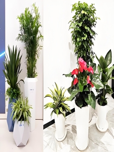 宁波前湾花木租赁方案，装点你的梦幻空间