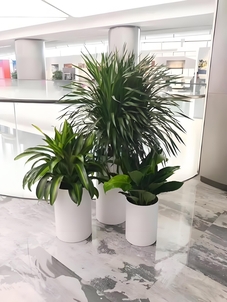 杭州湾绿植出租服务好