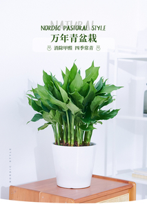 “探寻前湾花木租摆，开启别样的绿植装饰之旅！验