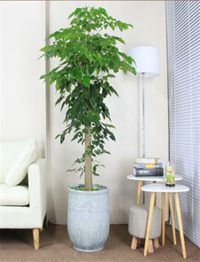 鄞州绿植租赁哪家服务佳？这家必看！亡