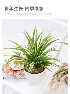 超赞！宁波余姚盆景租摆，服务一流等你来享！