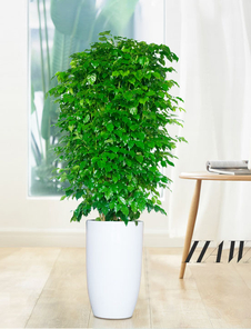 关于宁波慈溪绿植租摆价格，你需要知道的事！