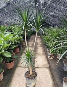 揭秘宁波前湾绿植租摆方案，打造独特办公绿意空间