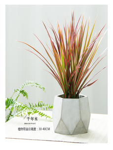 宁波余姚盆景出租哪家好