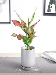 宁波奉化花卉租摆，价格亲民，美意满心间！