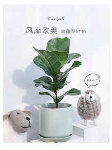 宁波前湾盆景租摆超专业，装点别样空间