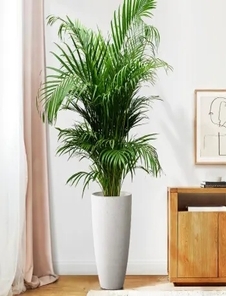 想让鄞州的环境更出彩？植物租赁来助力！