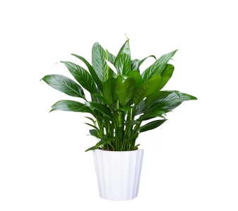 知晓海曙花卉租摆价格，打造缤纷办公环境！