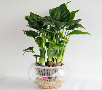 花木出租哪家强？宁波鄞州有答案！