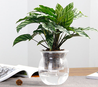 热荐！海曙花卉租摆，服务好到爆！