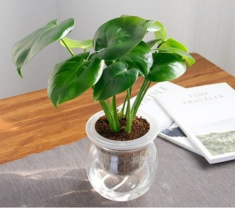 寻宁波江北专业盆景租摆，扮靓您的环境