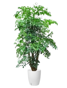 想租余姚盆景？先看看这里的价格怎么样！