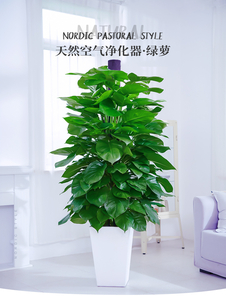 专业绿化修剪，宁波余姚这家公司备受客户青睐