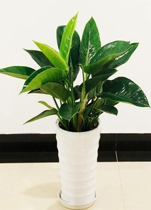 解锁宁波北仑盆景租赁方案，装点你的理想空间