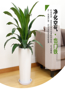 专业植物租赁，为宁波余姚增添一抹绿意